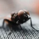 How To Get Rid Of House Flies In Your Home