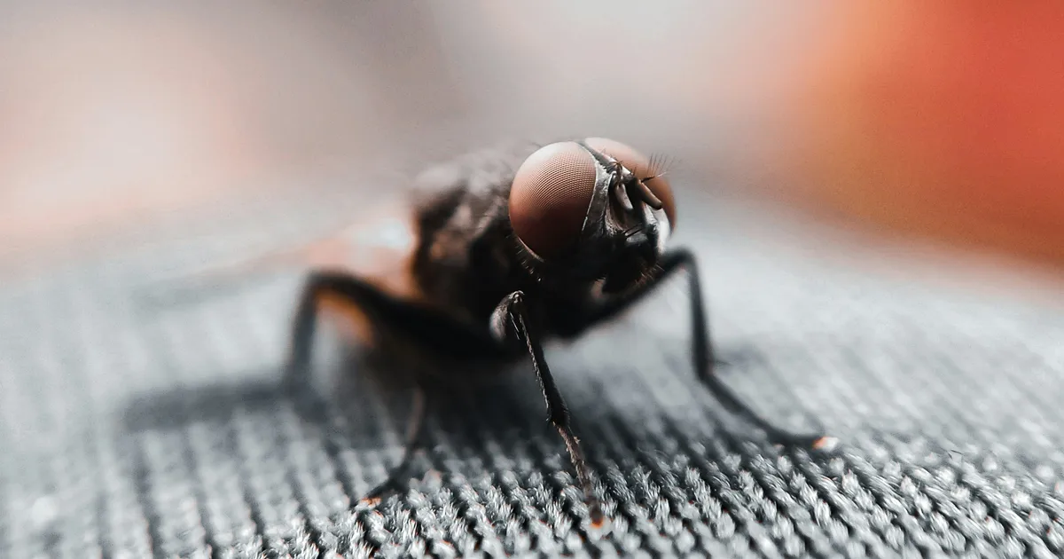 How To Get Rid Of House Flies In Your Home