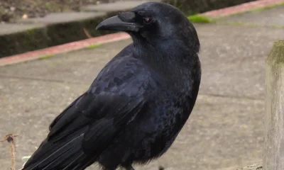 Animal Experts Reveal Stark Reason Why You Should Be Friendly To Crows