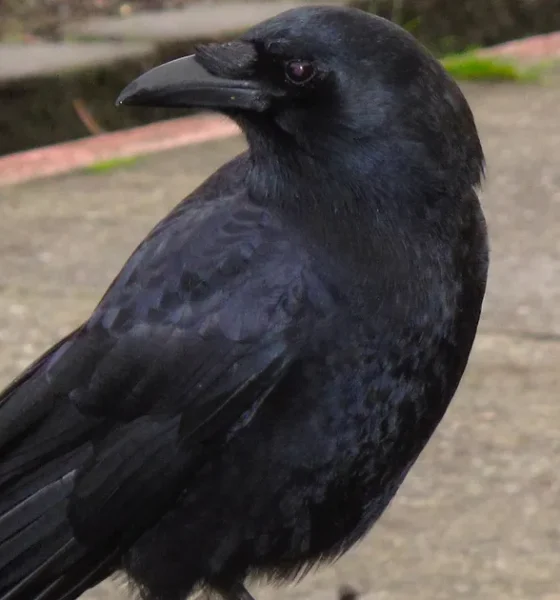 Animal Experts Reveal Stark Reason Why You Should Be Friendly To Crows
