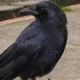 Animal Experts Reveal Stark Reason Why You Should Be Friendly To Crows