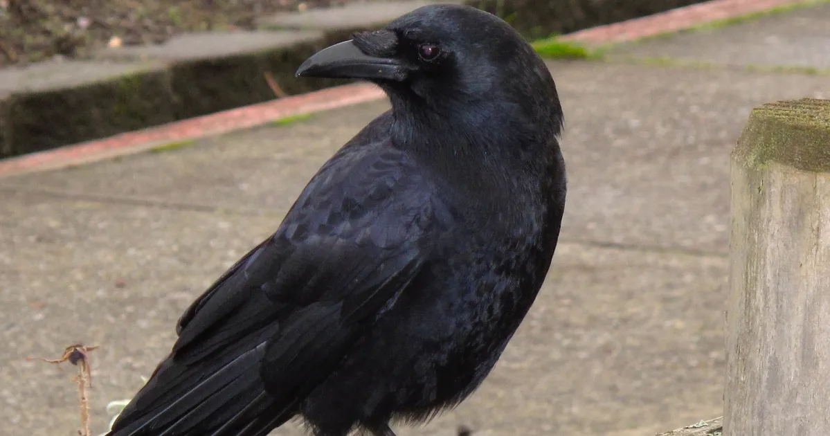 Animal Experts Reveal Stark Reason Why You Should Be Friendly To Crows