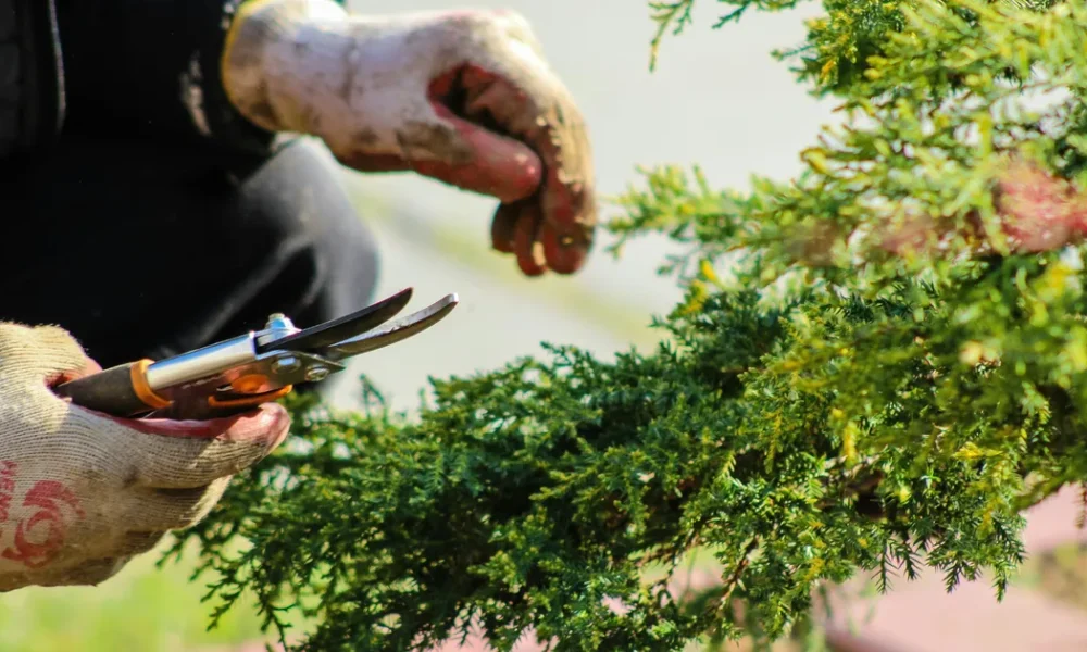 The August Gardening Jobs To Do As Summer Winds Down
