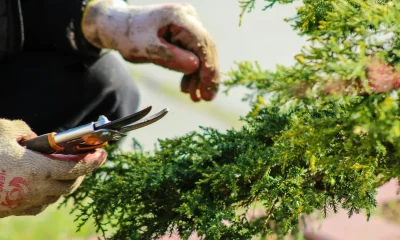 The August Gardening Jobs To Do As Summer Winds Down