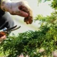 The August Gardening Jobs To Do As Summer Winds Down