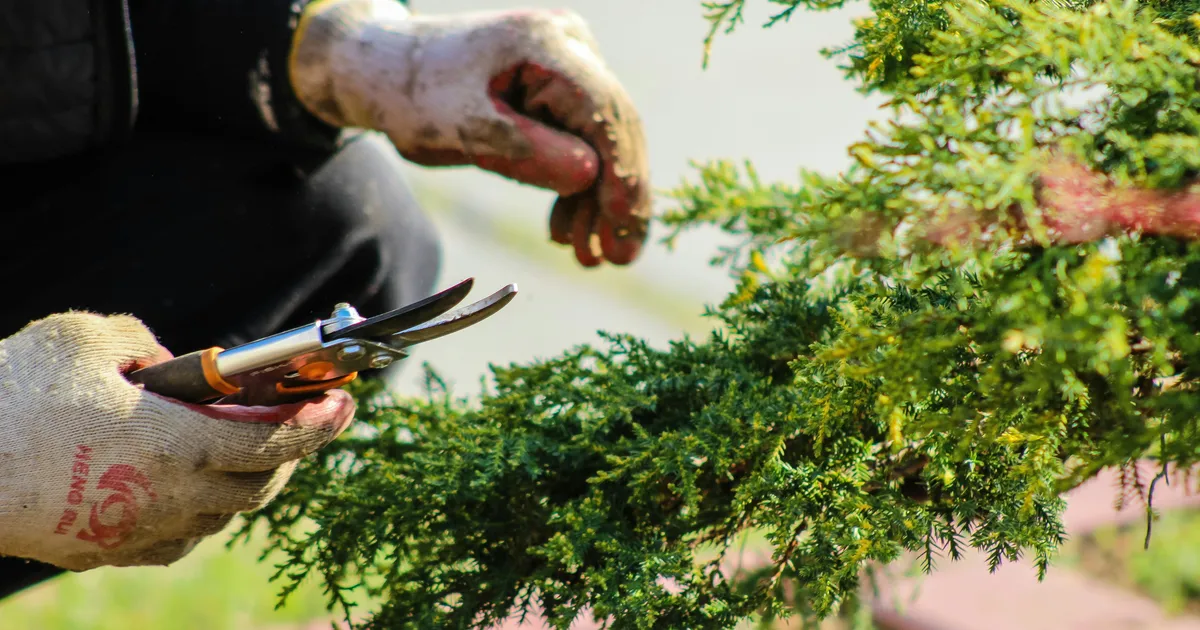 The August Gardening Jobs To Do As Summer Winds Down