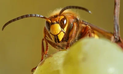 Um, Where Have All The Wasps Gone This Summer?