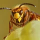 Um, Where Have All The Wasps Gone This Summer?