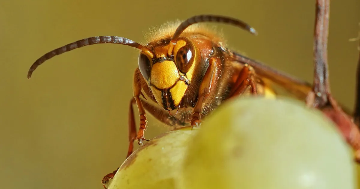 Um, Where Have All The Wasps Gone This Summer?