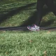How Many Steps Should I Walk A Day To Lower Dementia Risk?