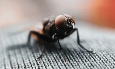 Do Flies Mean Your House Is Dirty?