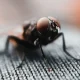 Do Flies Mean Your House Is Dirty?