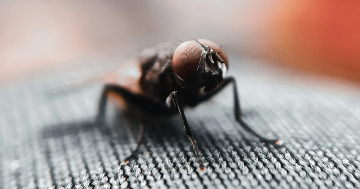 Do Flies Mean Your House Is Dirty?