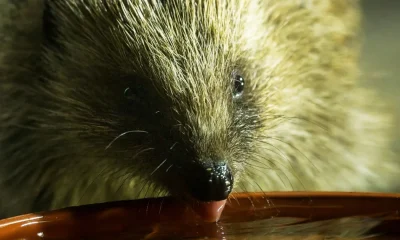 5 Ways To Help Hedgehogs Survive The Heat