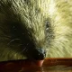 5 Ways To Help Hedgehogs Survive The Heat