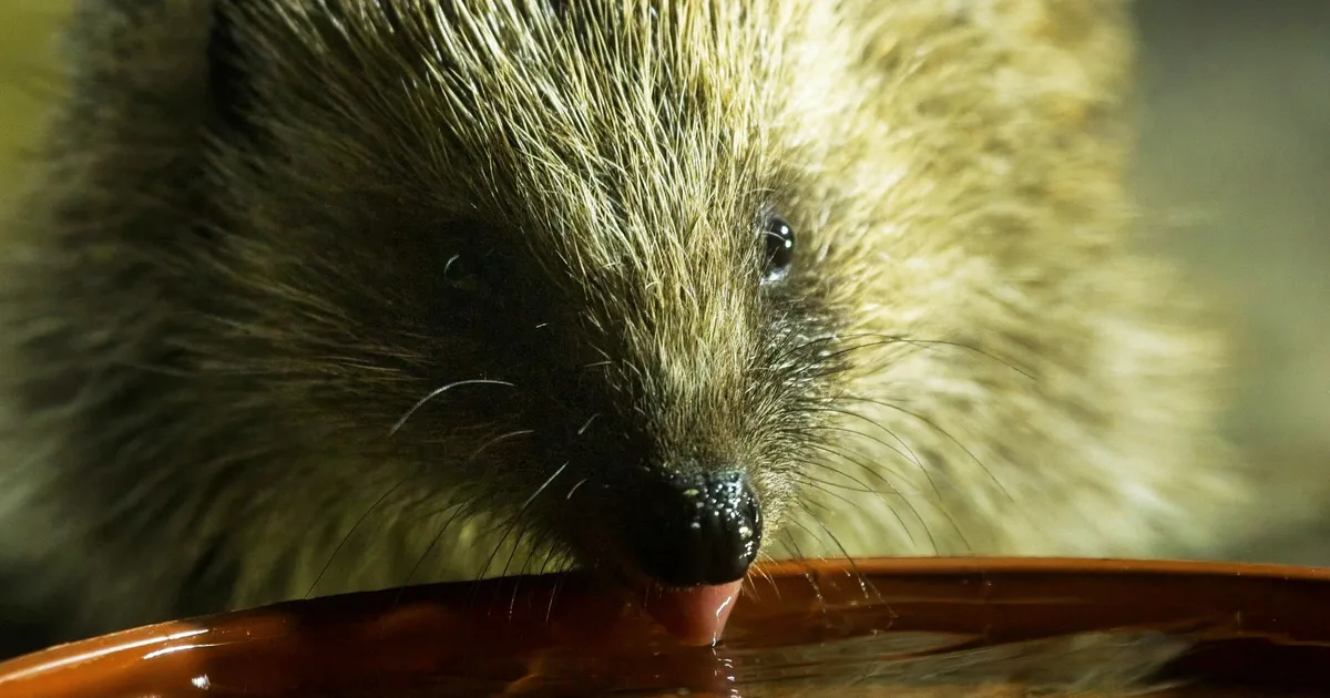5 Ways To Help Hedgehogs Survive The Heat