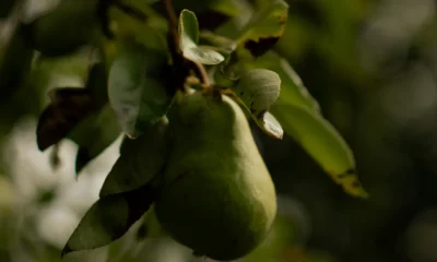 Pears: All Health Benefits, Explained