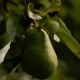 Pears: All Health Benefits, Explained