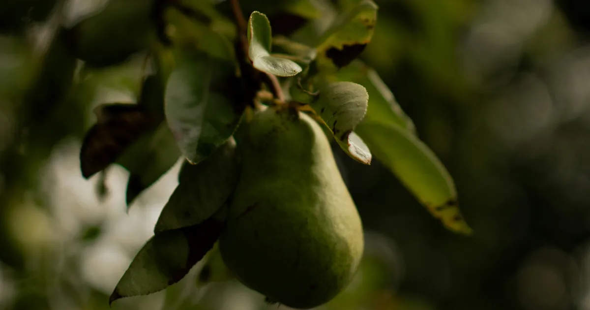 Pears: All Health Benefits, Explained