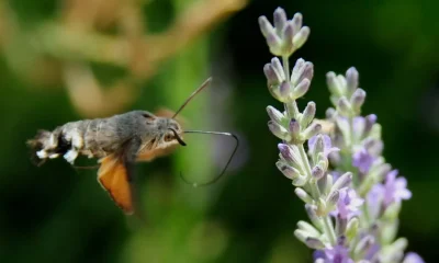 A Bird-Like Moth Is Making UK Gardeners 'Gasp' This Summer