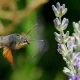 A Bird-Like Moth Is Making UK Gardeners 'Gasp' This Summer