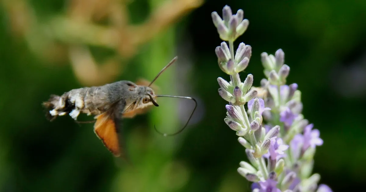 A Bird-Like Moth Is Making UK Gardeners 'Gasp' This Summer