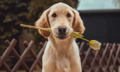 5 Science-Backed Signs Your Dog Loves You