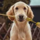 5 Science-Backed Signs Your Dog Loves You