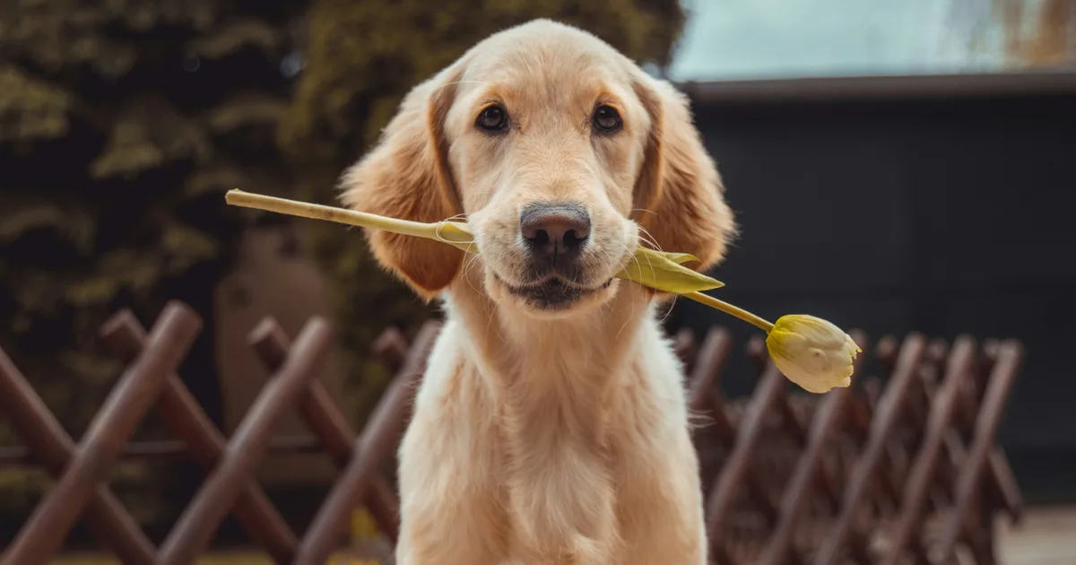 5 Science-Backed Signs Your Dog Loves You