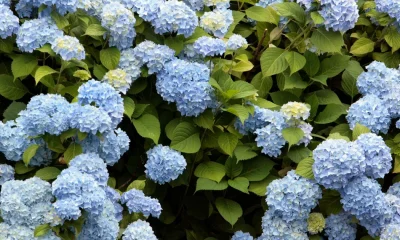 14 Of The Best (And Worst) Plants In A Heatwave