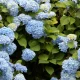14 Of The Best (And Worst) Plants In A Heatwave
