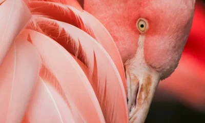 You Have Absolutely No Idea How Metal A Flamingo Is