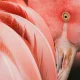 You Have Absolutely No Idea How Metal A Flamingo Is