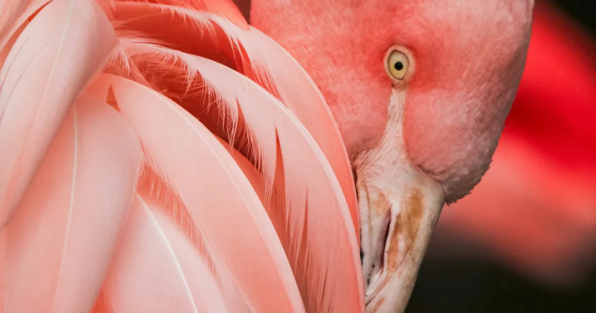 You Have Absolutely No Idea How Metal A Flamingo Is