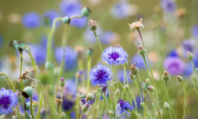 Best Drought-Proof Wildflowers UK: Plants That Thrive In Dry August Heat