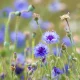 Best Drought-Proof Wildflowers UK: Plants That Thrive In Dry August Heat