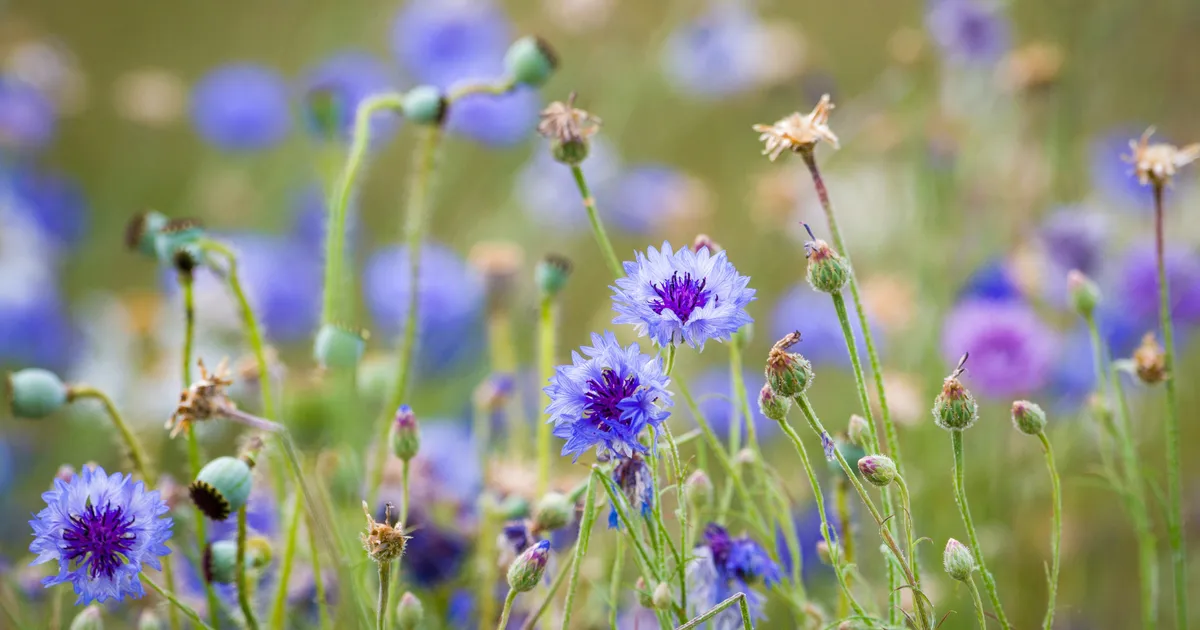 Best Drought-Proof Wildflowers UK: Plants That Thrive In Dry August Heat