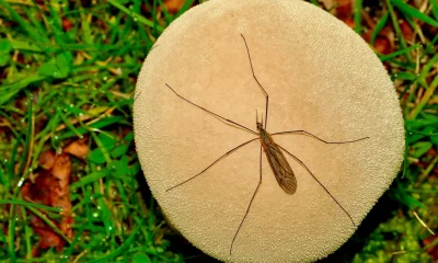 Daddy Longlegs: Expert Explains If They Really Are 'The Most Venomous Spider In The World'