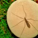 Daddy Longlegs: Expert Explains If They Really Are 'The Most Venomous Spider In The World'