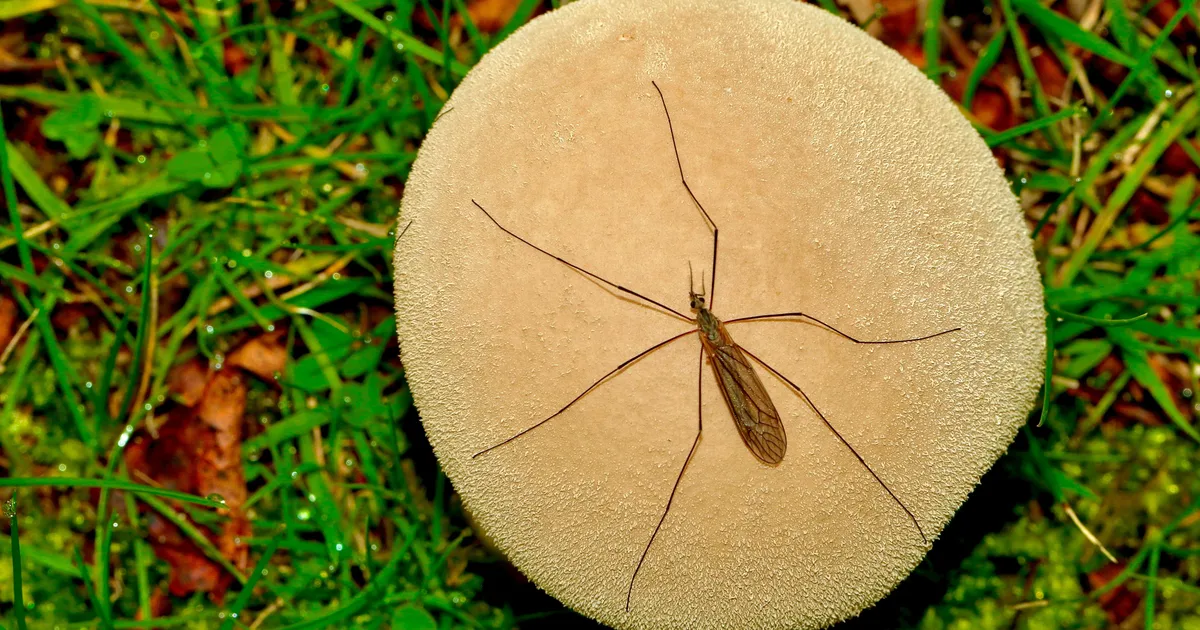 Daddy Longlegs: Expert Explains If They Really Are 'The Most Venomous Spider In The World'