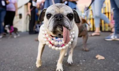 Here is Jinny Lu, the rescued pug that was crowned the ugliest dog in America.