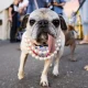 Here is Jinny Lu, the rescued pug that was crowned the ugliest dog in America.