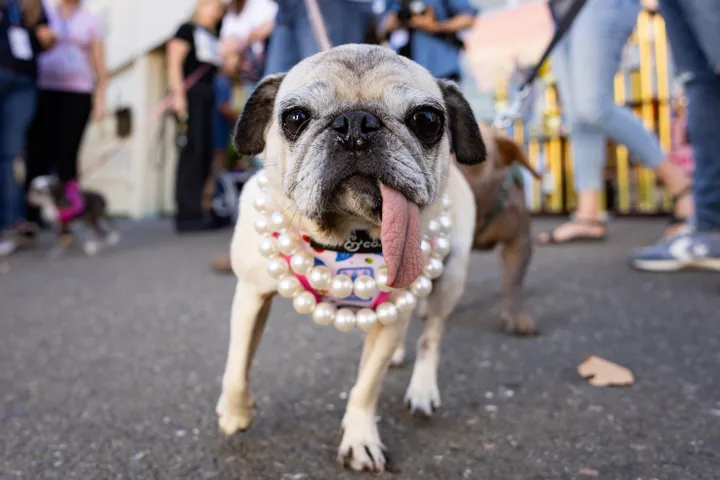 Here is Jinny Lu, the rescued pug that was crowned the ugliest dog in America.