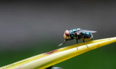 Insect Expert Explains Why Flies Rub Their Creepy Legs Together