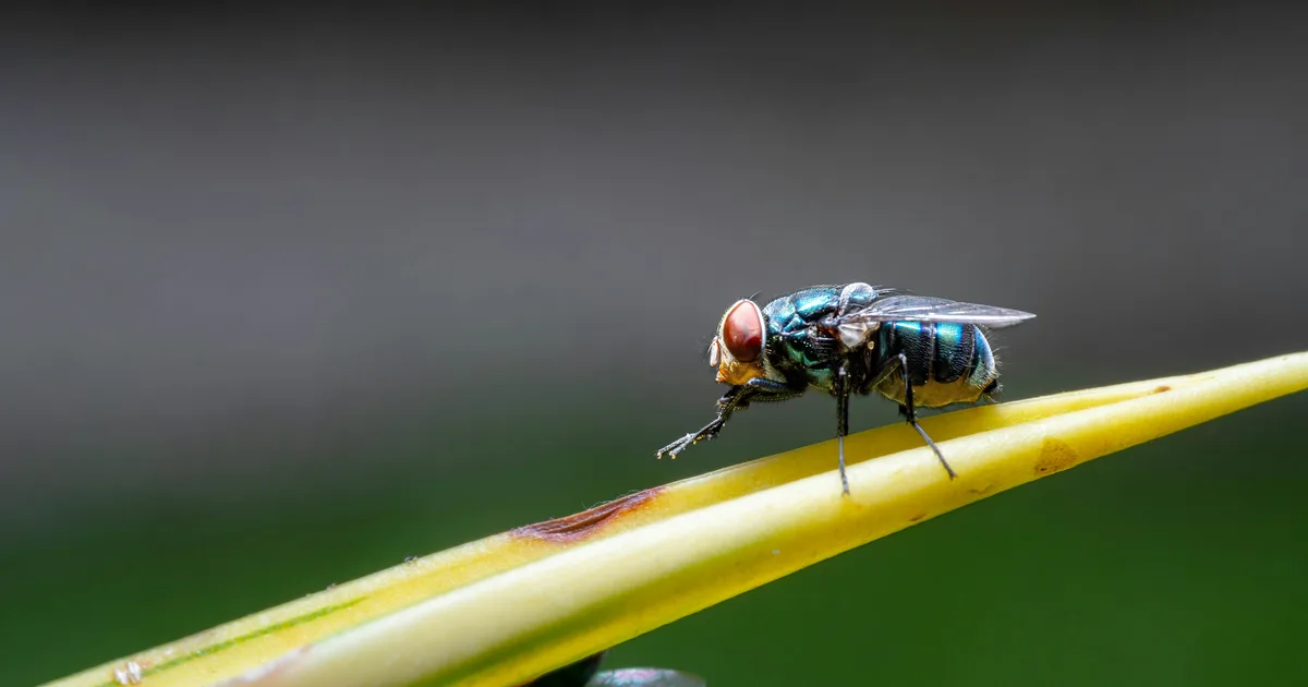 Insect Expert Explains Why Flies Rub Their Creepy Legs Together