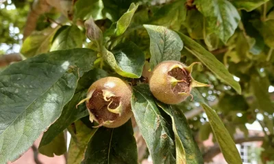 Bletting: How To Enjoy The UK's 'Thoroughly Forgotten' Fruits