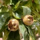 Bletting: How To Enjoy The UK's 'Thoroughly Forgotten' Fruits