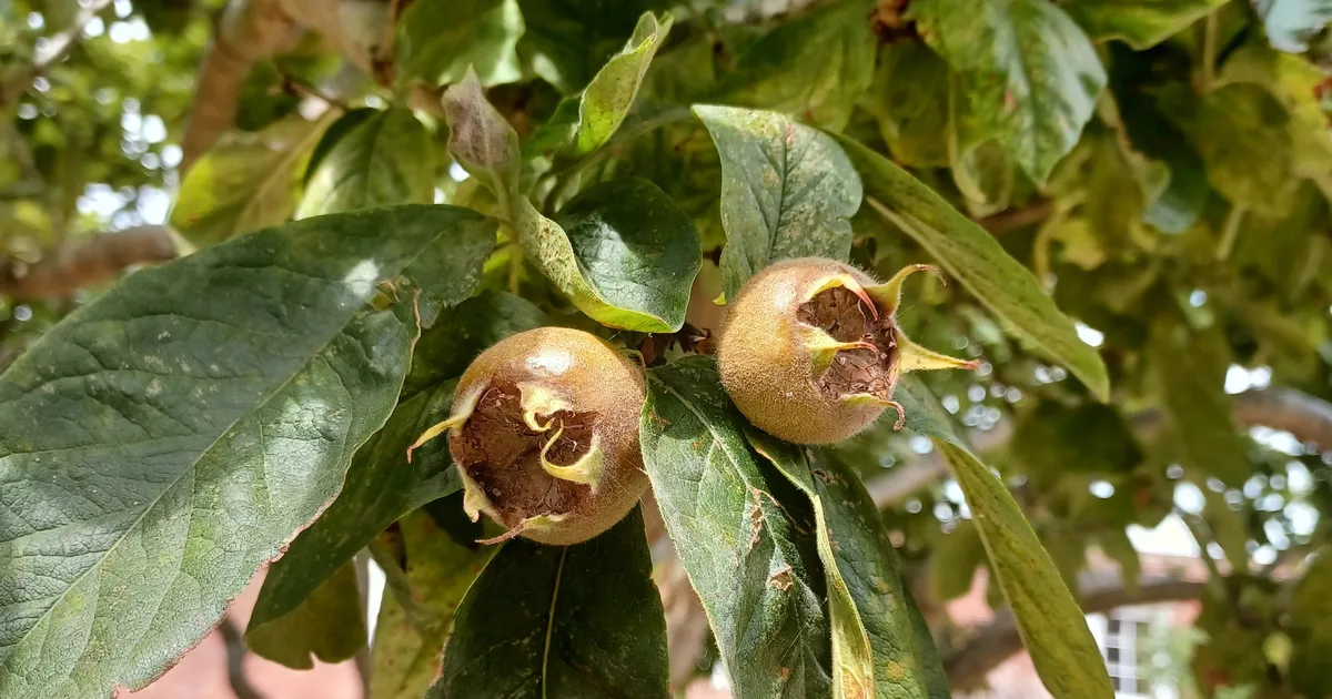 Bletting: How To Enjoy The UK's 'Thoroughly Forgotten' Fruits