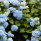 7 Plants UK Gardeners Won't Be Growing Again In 2027