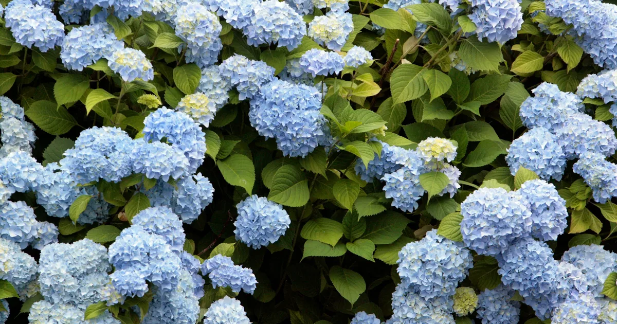 7 Plants UK Gardeners Won't Be Growing Again In 2027